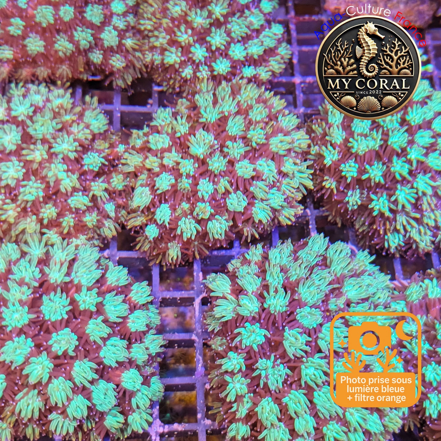 Galaxea de Culture WYSIWYG - GL001- Taille L