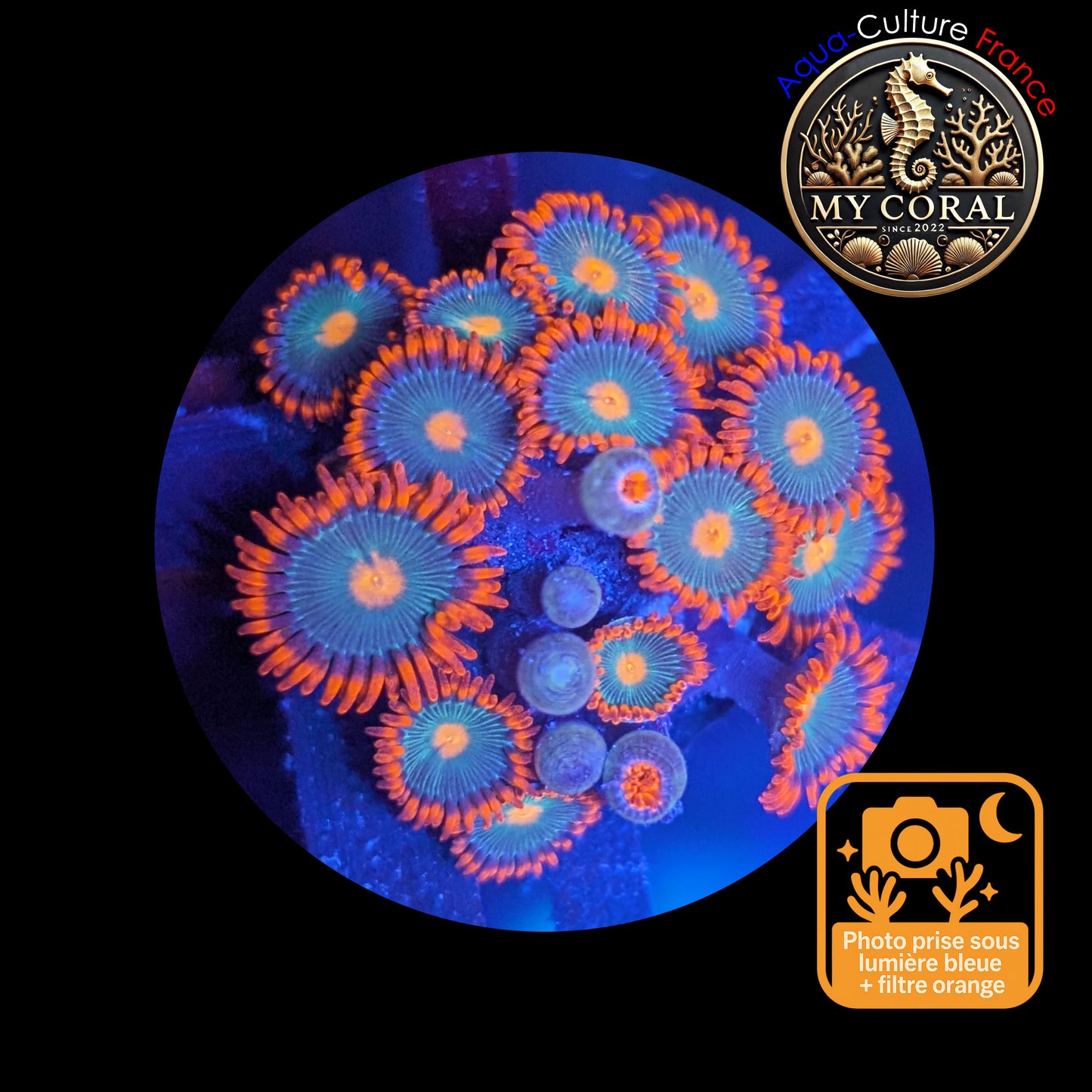 Zoanthus de Culture WYSIWYG - Gatorade - ZGT101 Mini colonie