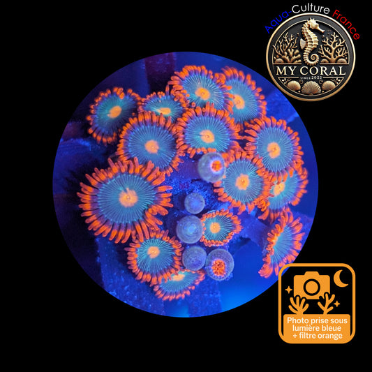 Zoanthus de Culture WYSIWYG - Gatorade - ZGT101 Mini colonie