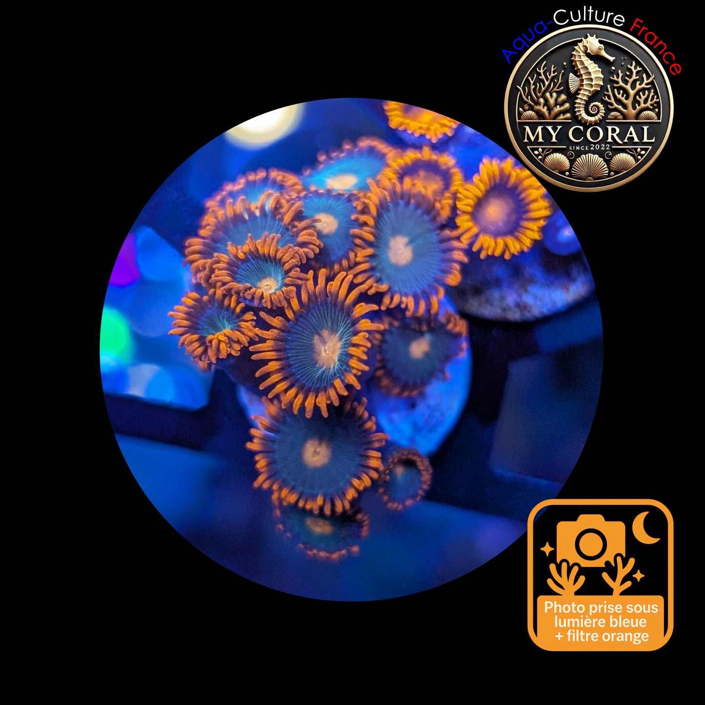 Zoanthus de Culture WYSIWYG - Gatorade - ZGT102