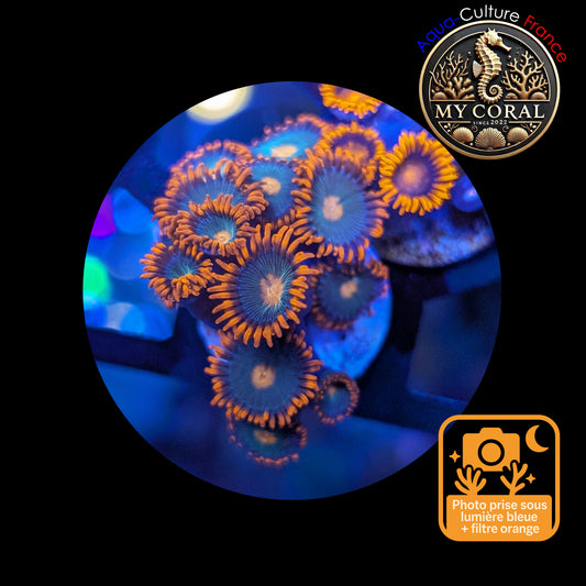 Zoanthus de Culture WYSIWYG - Gatorade - ZGT102
