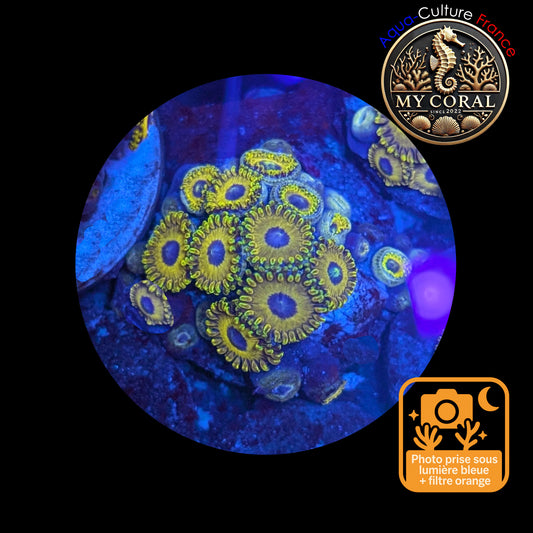 Zoanthus de Culture WYSIWYG - GOLDEN HORNET - ZGH105