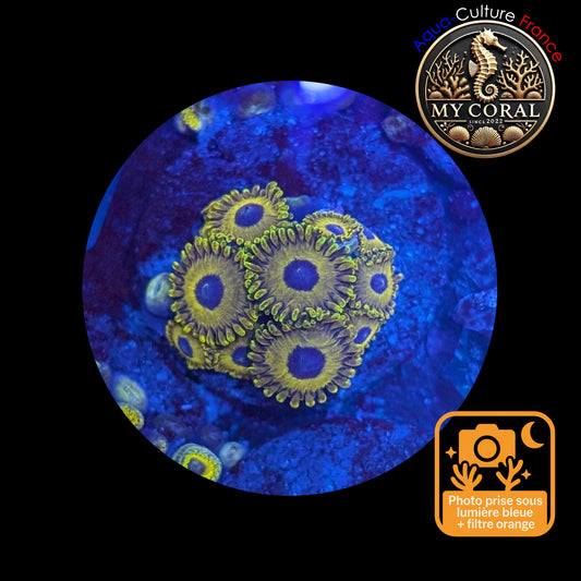 Zoanthus de Culture WYSIWYG - GOLDEN HORNET - ZGH106