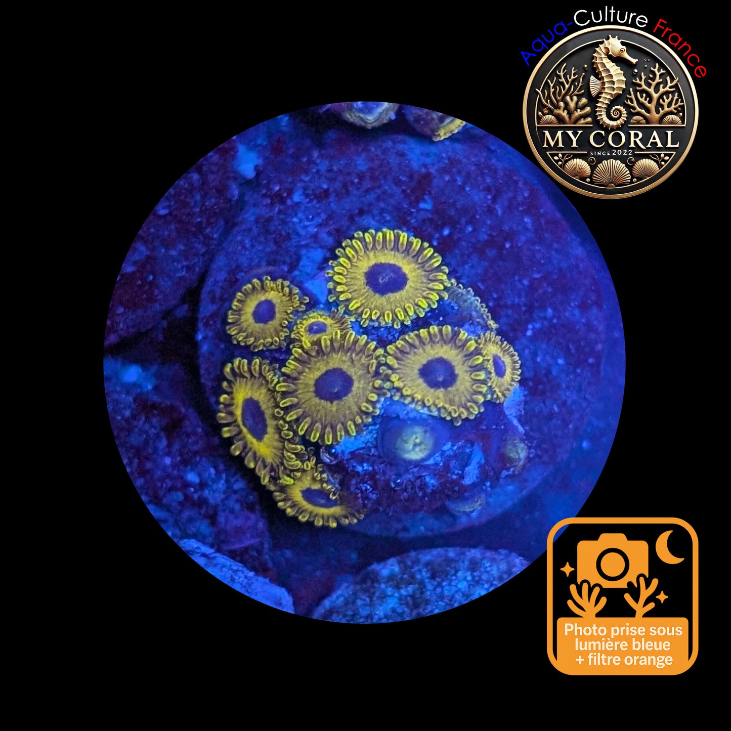 Zoanthus de Culture WYSIWYG - GOLDEN HORNET - ZGH107