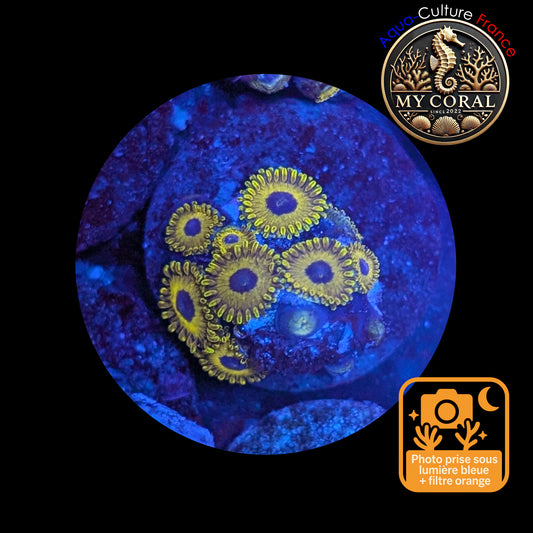 Zoanthus de Culture WYSIWYG - GOLDEN HORNET - ZGH107