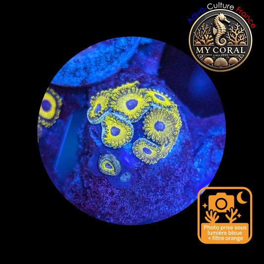 Zoanthus de Culture WYSIWYG - GOLDEN HORNET - ZGH108