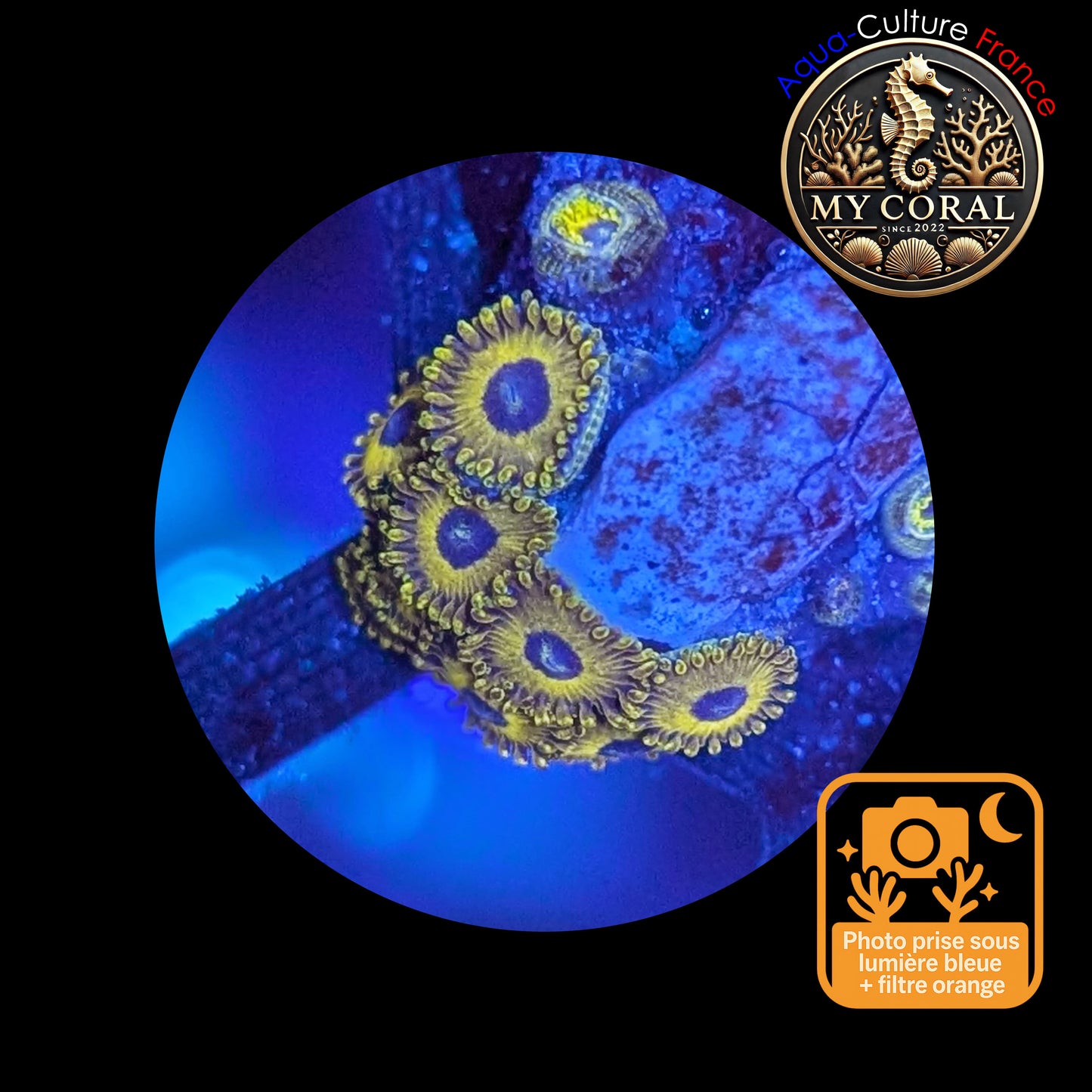 Zoanthus de Culture WYSIWYG - GOLDEN HORNET - ZGH109