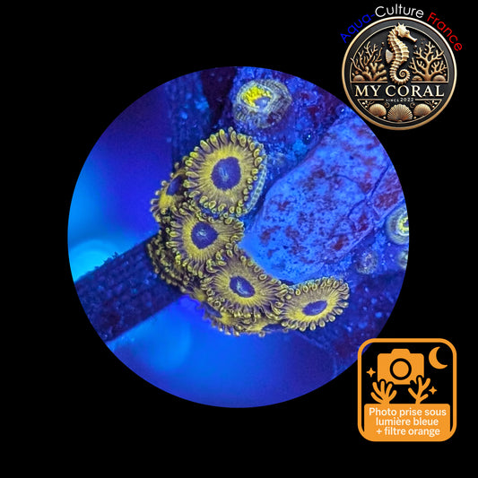 Zoanthus de Culture WYSIWYG - GOLDEN HORNET - ZGH109
