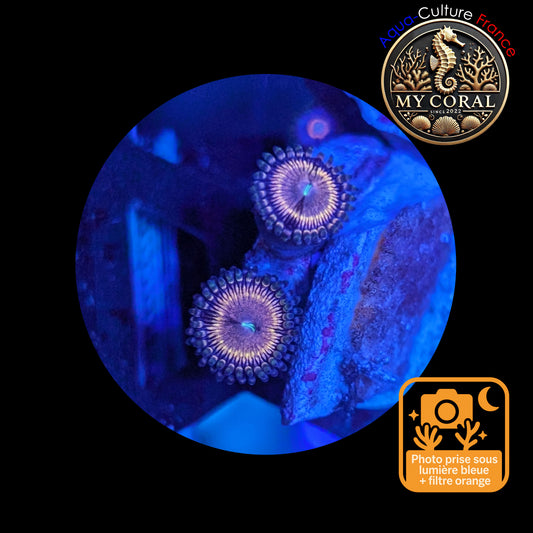 Zoanthus de Culture WYSIWYG - GOLDEN TOUCH - ZGT101
