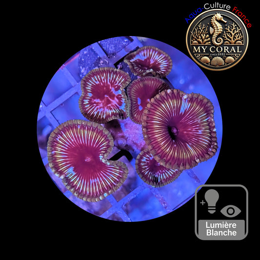 Zoanthus de Culture WYSIWYG - GRANDIS CINNAMON- ZGC102