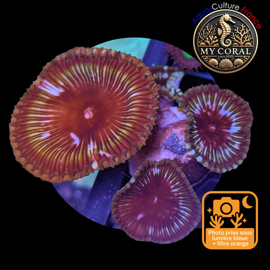 Zoanthus de Culture WYSIWYG - GRANDIS CINNAMON- ZGC101