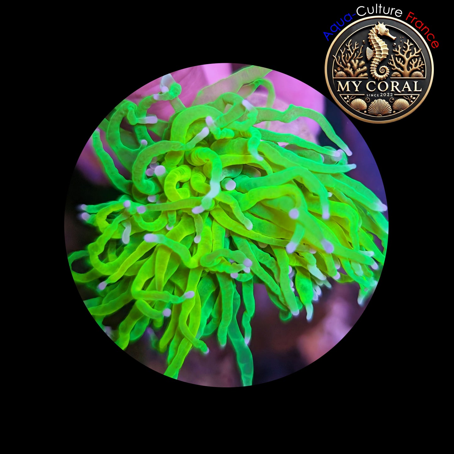 Euphyllia de Culture WYSIWYG- Glabrescens - HOLY GRAIL (3Têtes)  - EGHG102