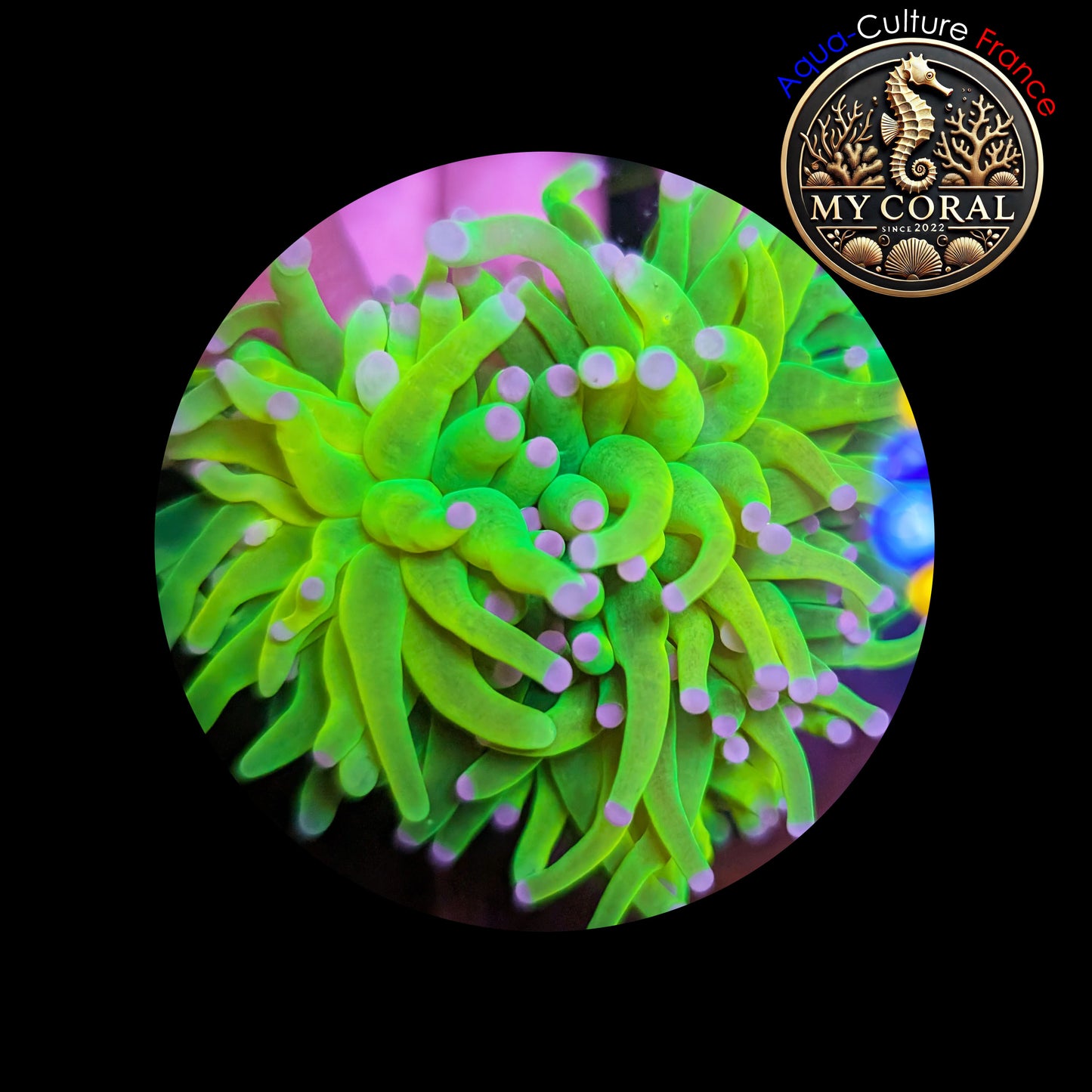 Euphyllia de Culture WYSIWYG- Glabrescens - HOLY GRAIL (3Têtes)  - EGHG102