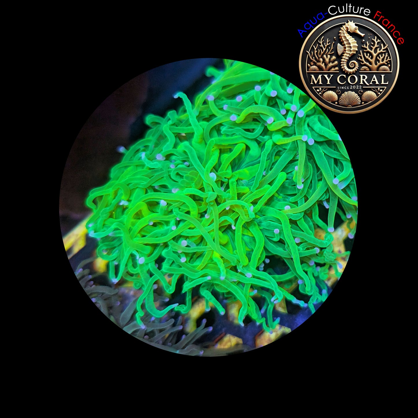 Euphyllia de Culture WYSIWYG- Glabrescens - HOLY GRAIL (3Têtes)  - EGHG102
