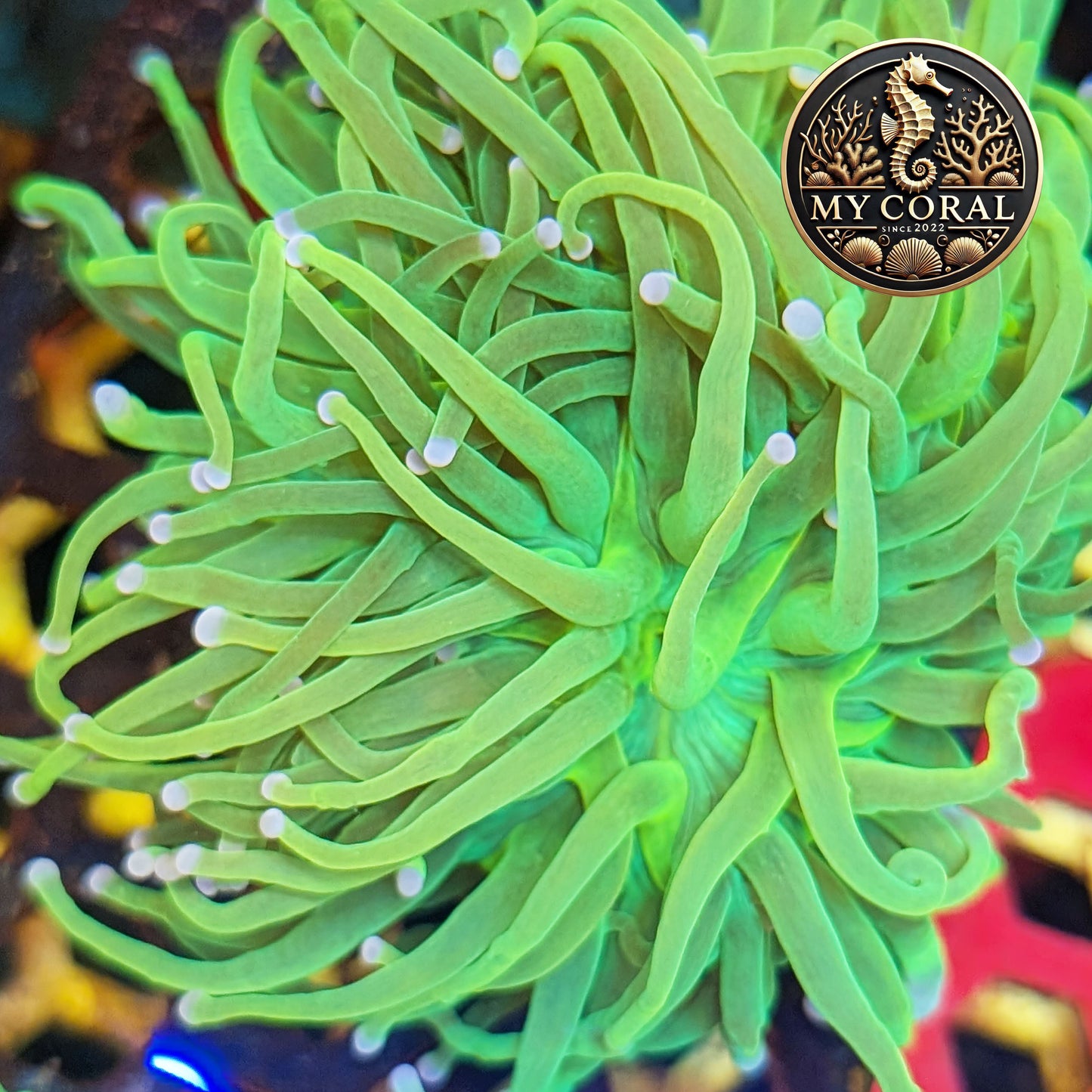 Euphyllia de Culture WYSIWYG- Glabrescens - HOLY GRAIL à la Demande