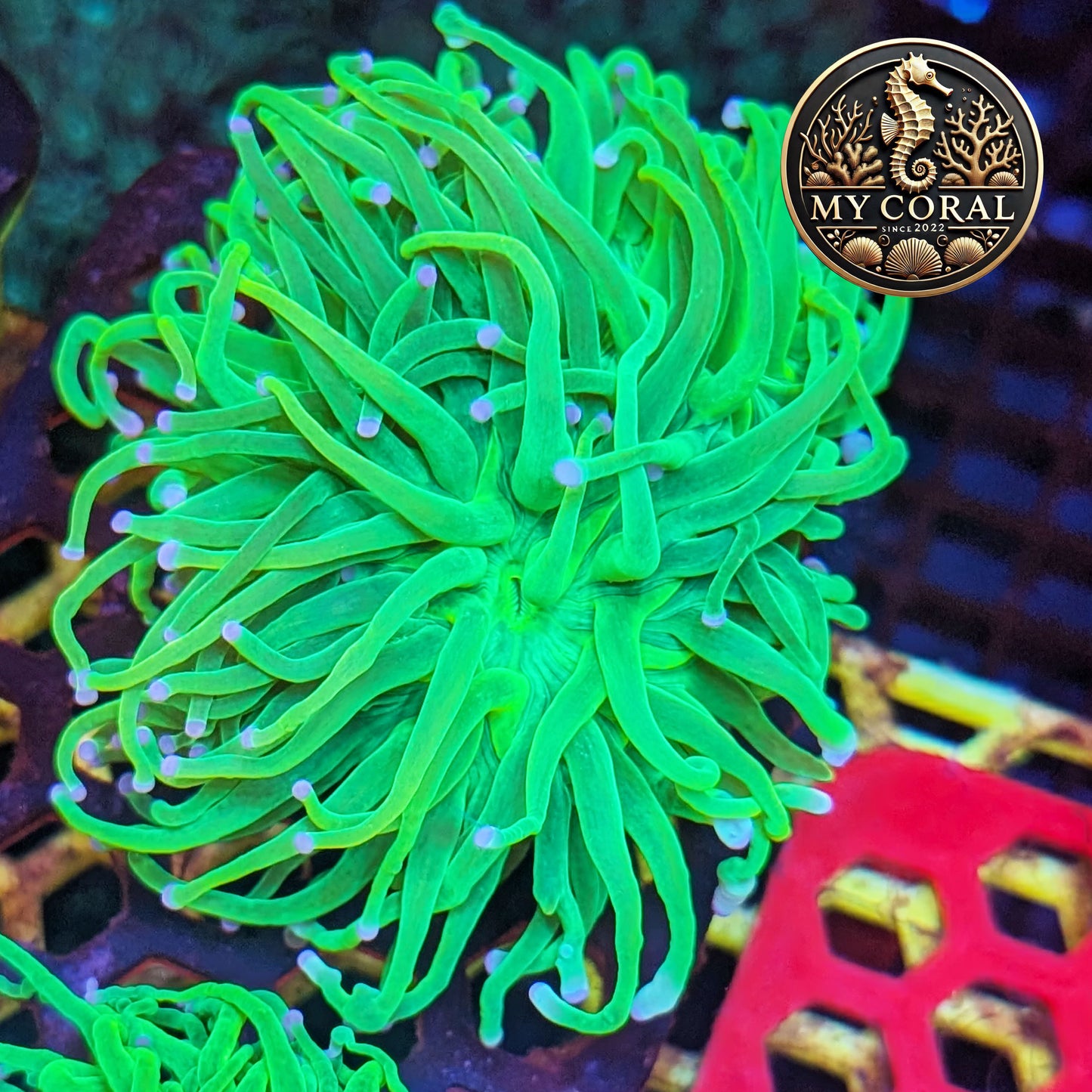 Euphyllia de Culture WYSIWYG- Glabrescens - HOLY GRAIL à la Demande