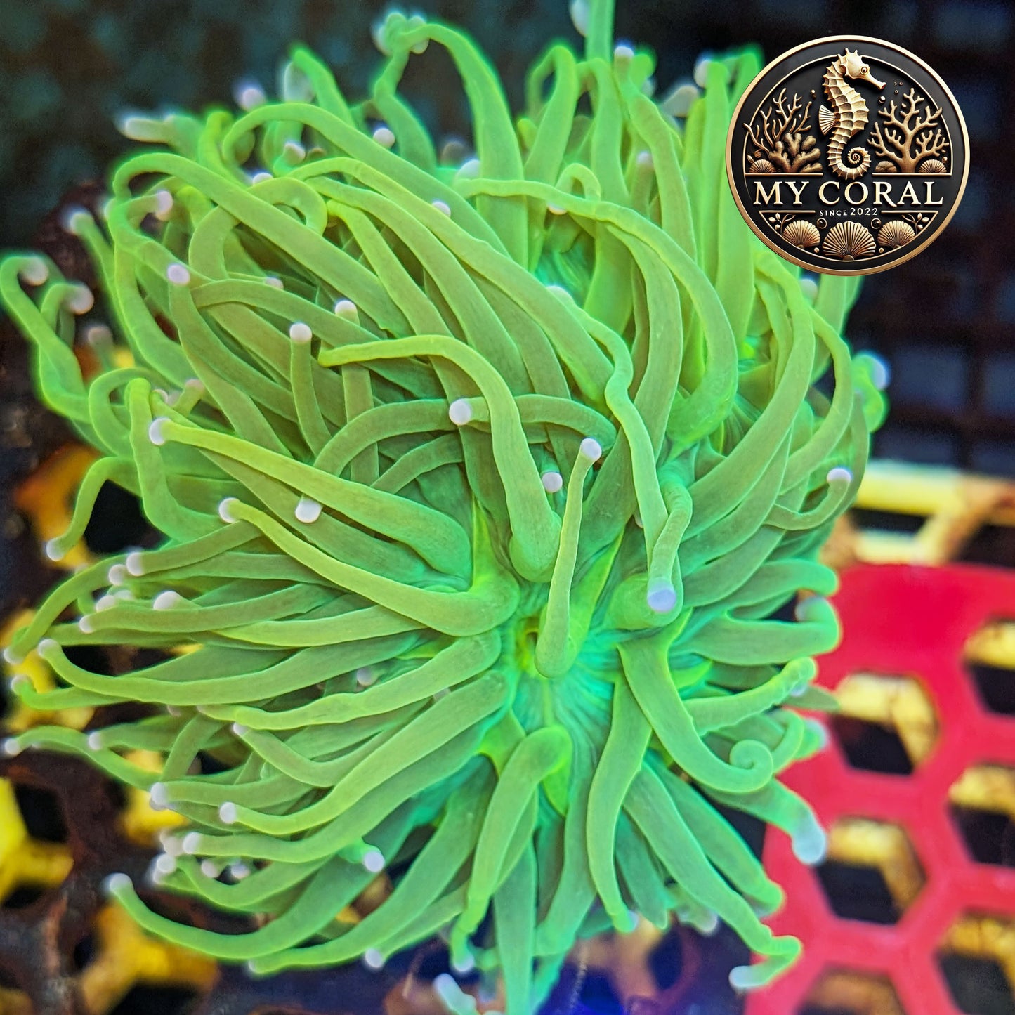 Euphyllia de Culture WYSIWYG- Glabrescens - HOLY GRAIL à la Demande