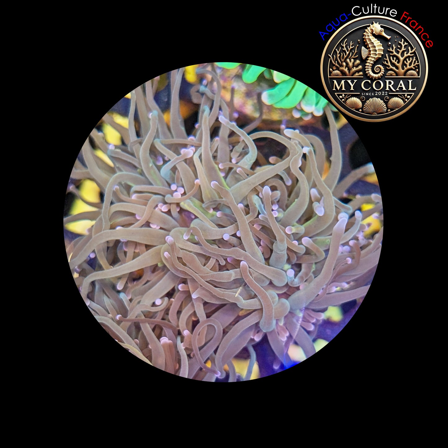 Euphyllia de Culture WYSIWYG- Glabrescens - Holy Molly (2-3 Têtes) - EGHM101