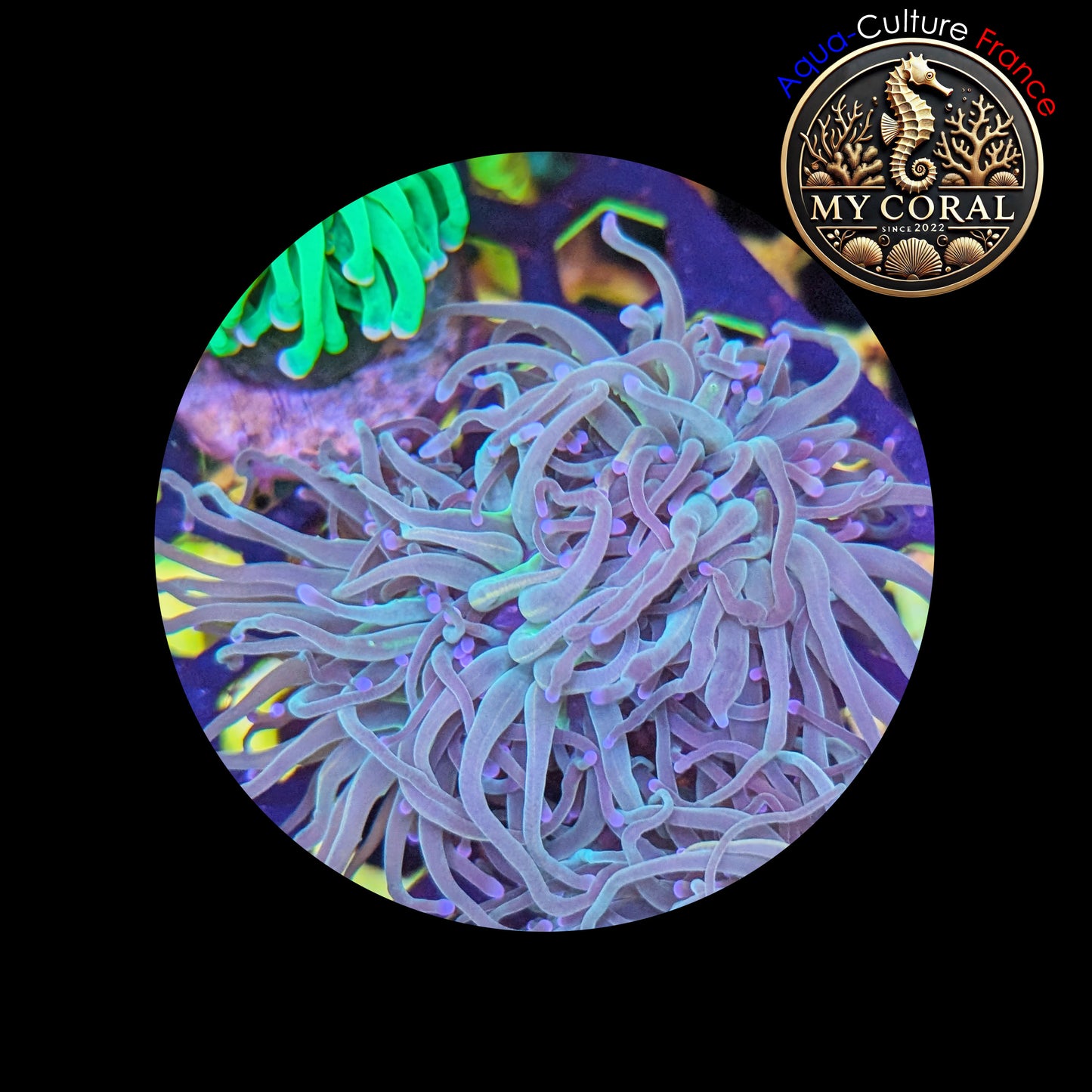 Euphyllia de Culture WYSIWYG- Glabrescens - Holy Molly (2-3 Têtes) - EGHM101