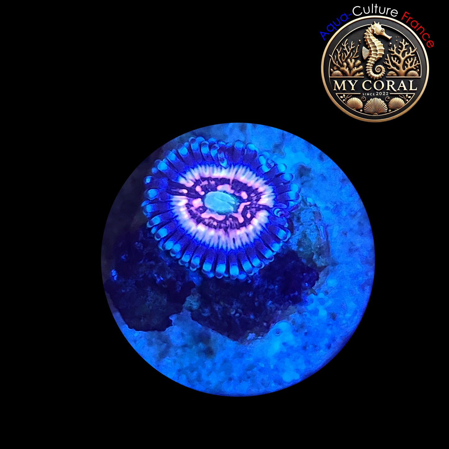 Zoanthus de Culture WYSIWYG - Ice Phantom- ZIP004