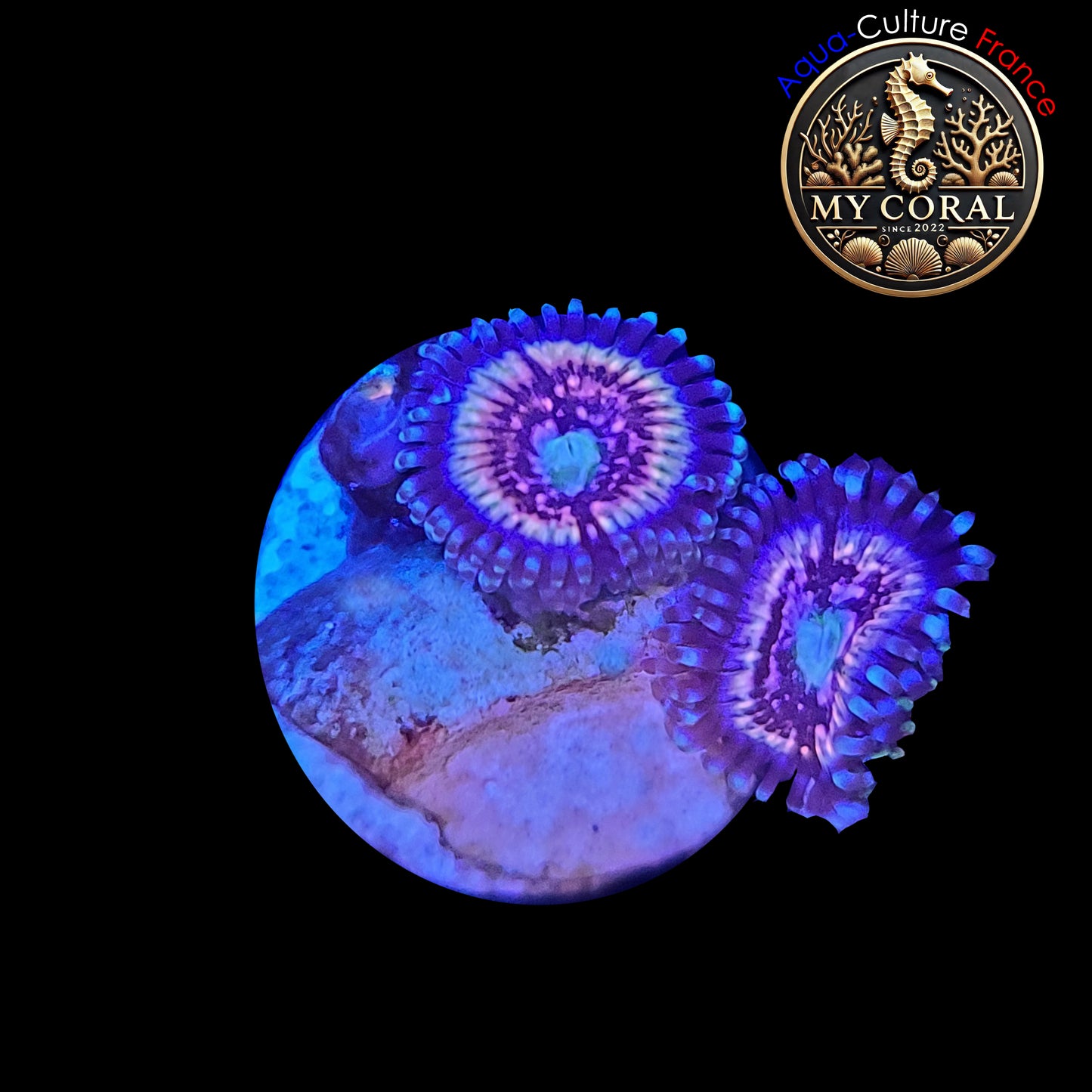 Zoanthus de Culture WYSIWYG - Ice Phantom- ZIP003