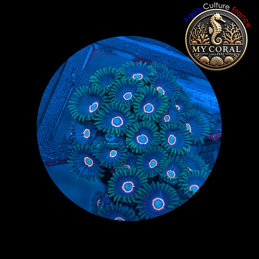 Zoanthus de Culture WYSIWYG - JAWBREAKER HORNET (UFO) - ZJH101