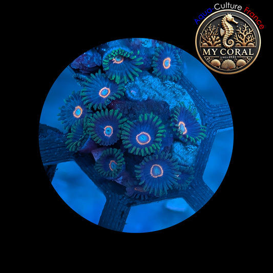 Zoanthus de Culture WYSIWYG - JAWBREAKER HORNET (UFO) - ZJH103