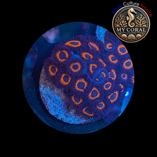 Zoanthus de Culture WYSIWYG - JOHNNY PUMKINS - ZJP102