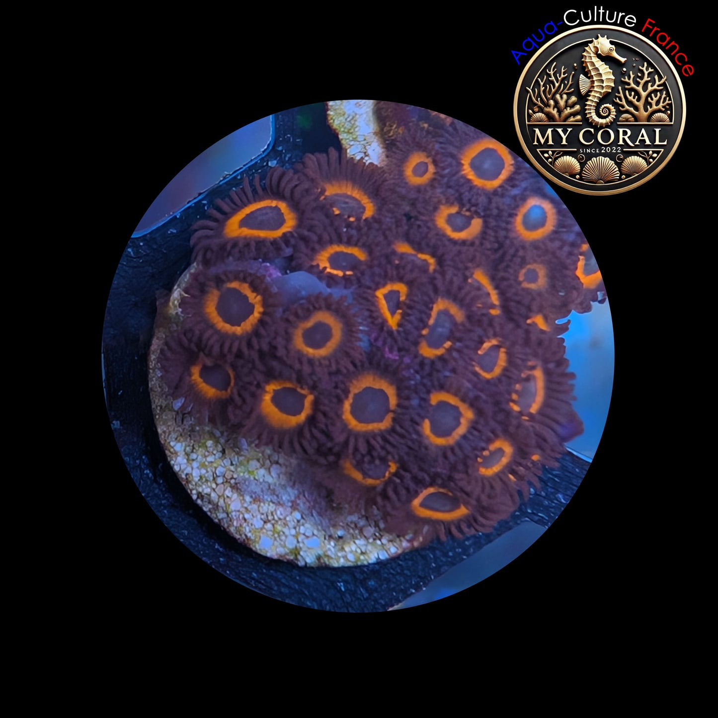 Zoanthus de Culture WYSIWYG - JOHNNY PUMKINS - ZJP102