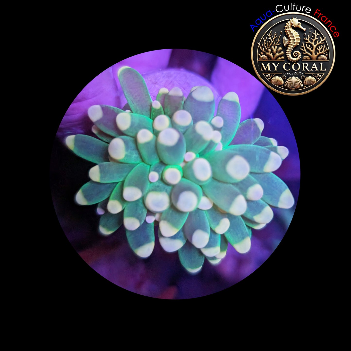 Euphyllia de Culture WYSIWYG- CRISTATA - JOKER GREEN TORCH - EGJGT102-2