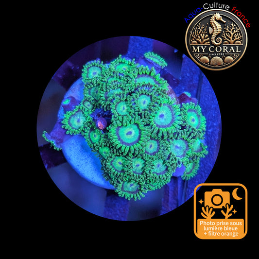 Zoanthus de Culture WYSIWYG - KRYPTONITE - ZKT101