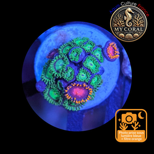 Zoanthus de Culture WYSIWYG - KRYPTONITE - ZKT102