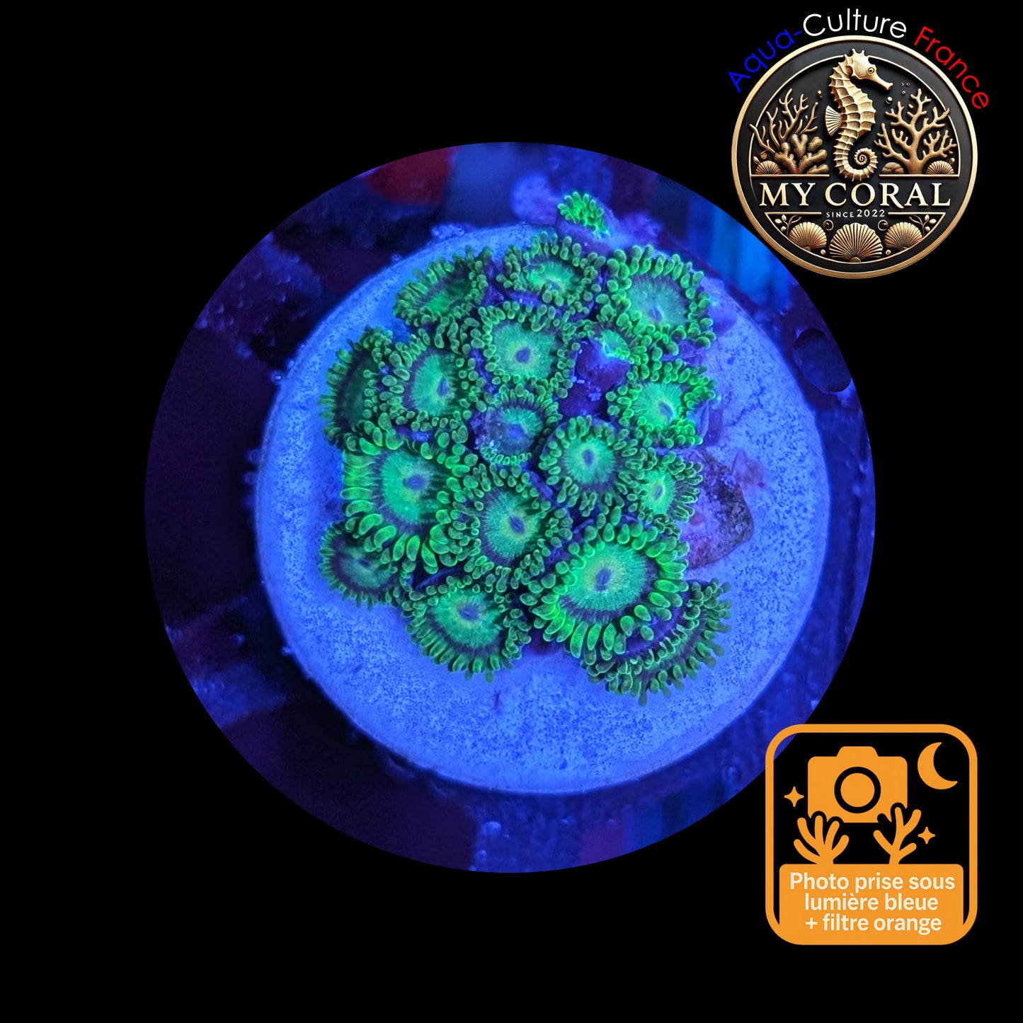 Zoanthus de Culture WYSIWYG - KRYPTONITE - ZKT103