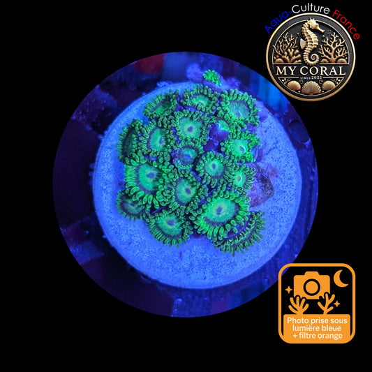 Zoanthus de Culture WYSIWYG - KRYPTONITE - ZKT103