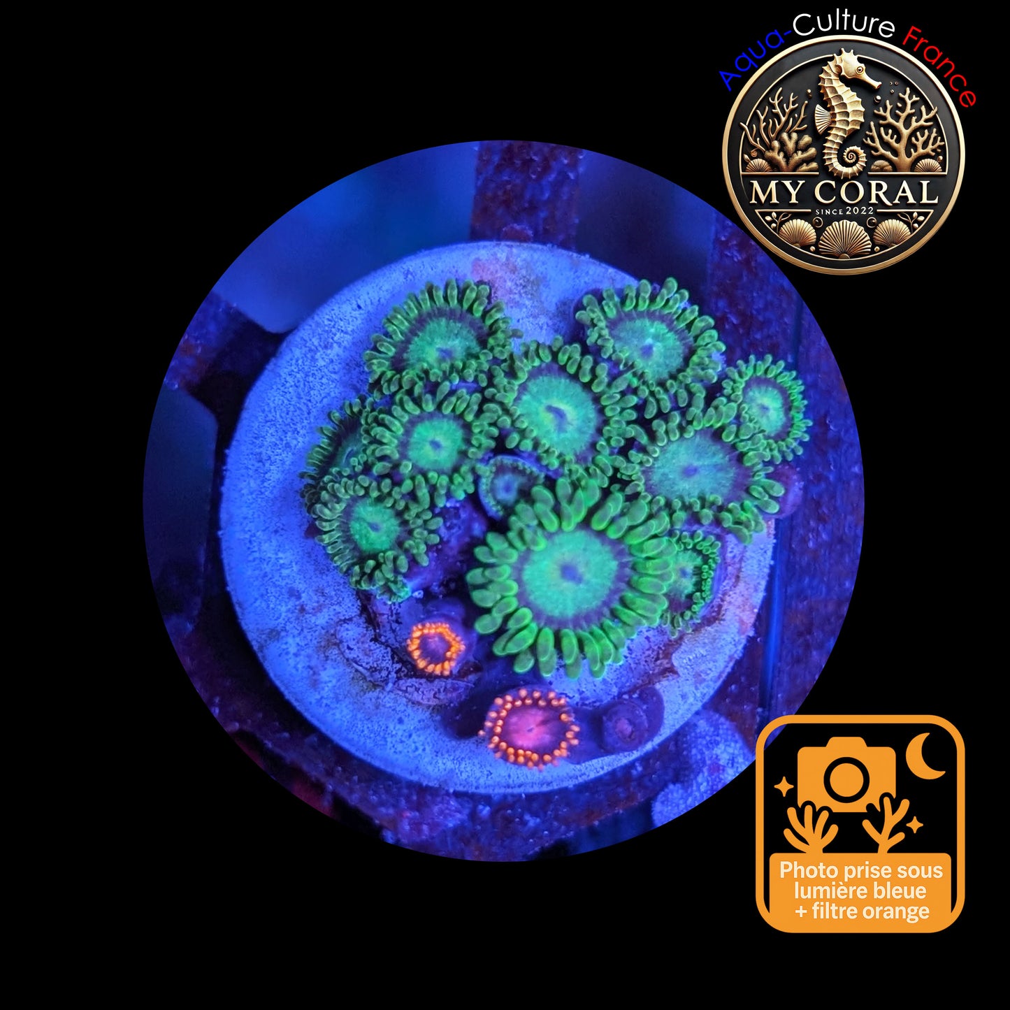Zoanthus de Culture WYSIWYG - KRYPTONITE - ZKT104