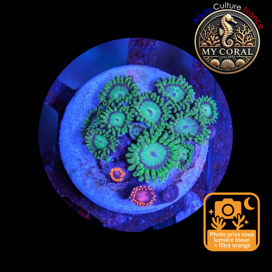 Zoanthus de Culture WYSIWYG - KRYPTONITE - ZKT104