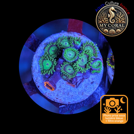 Zoanthus de Culture WYSIWYG - KRYPTONITE - ZKT105