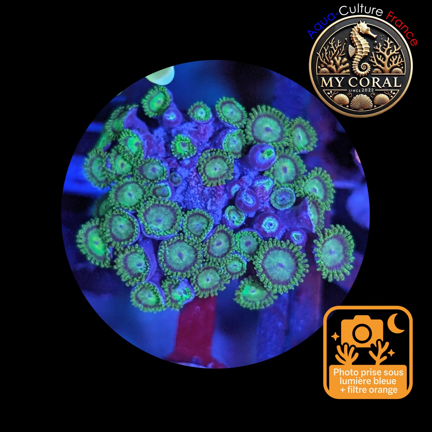 Zoanthus de Culture WYSIWYG - KRYPTONITE - ZKT106 Colonie