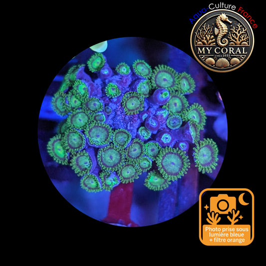 Zoanthus de Culture WYSIWYG - KRYPTONITE - ZKT106 Colonie