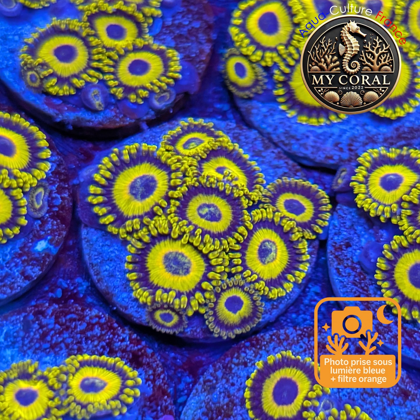 Zoanthus de Culture WYSIWYG - LA Lakers - ZGH204