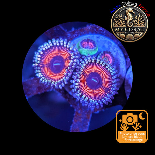Zoanthus de Culture WYSIWYG - LOTUS WAR - ZLW101