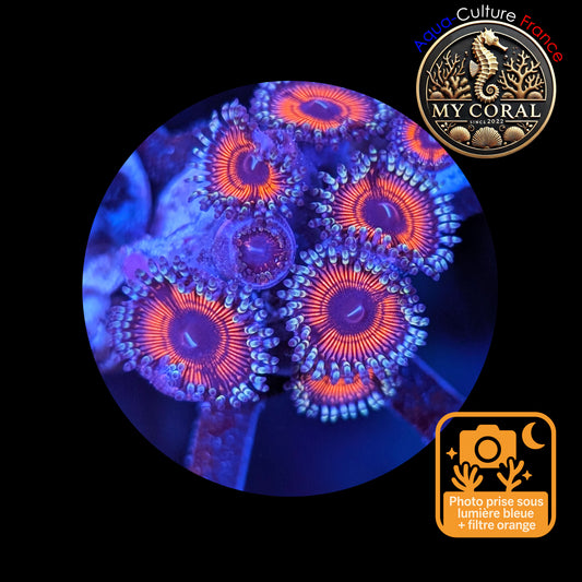 Zoanthus de Culture WYSIWYG - LOTUS WAR - ZLW102