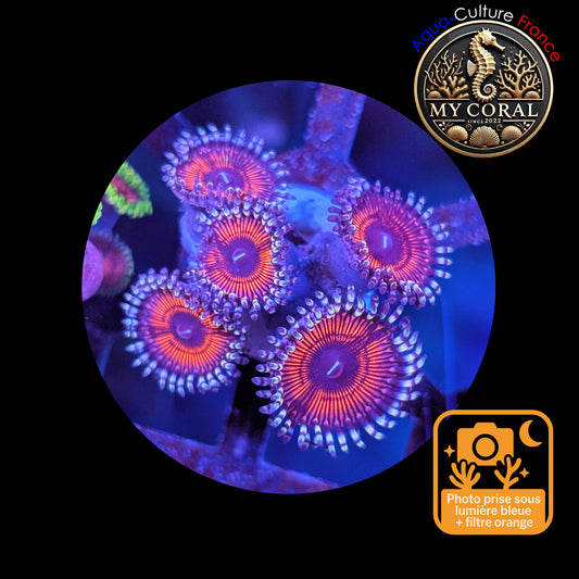 Zoanthus de Culture WYSIWYG - LOTUS WAR - ZLW103