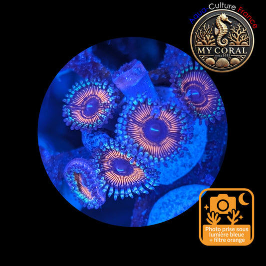 Zoanthus de Culture WYSIWYG - LOTUS WAR - ZLW105