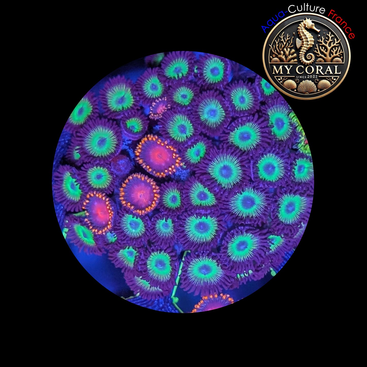 Zoanthus de Culture WYSIWYG - COLONIE MEAN GREEN / KH SUNBURST - ZMG101