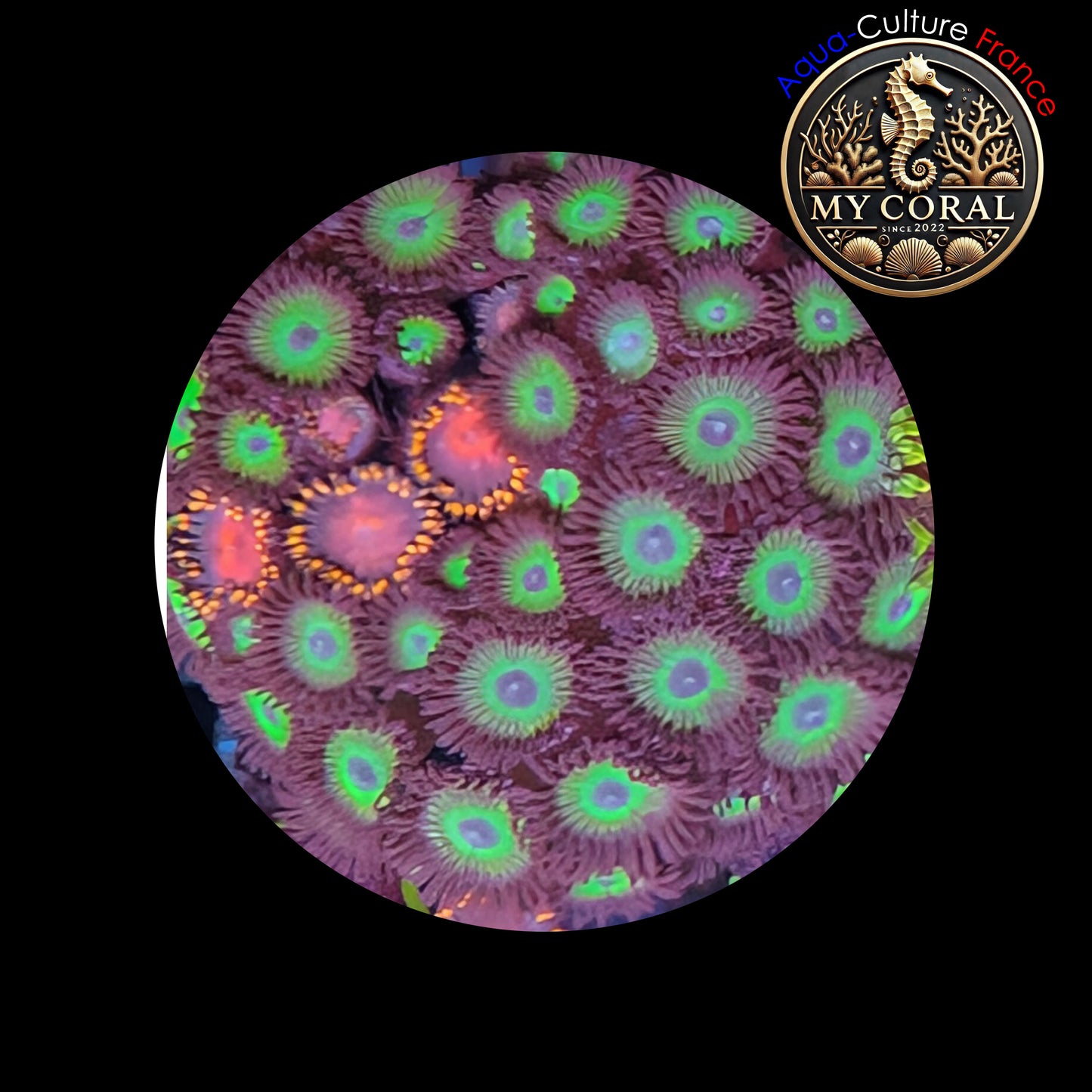 Zoanthus de Culture WYSIWYG - COLONIE MEAN GREEN / KH SUNBURST - ZMG101