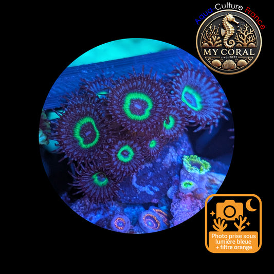 Zoanthus de Culture WYSIWYG - Mindblowing Paly- ZMP101