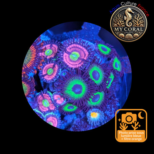 Zoanthus de Culture WYSIWYG - CATS EYES Mixte - ZCE109