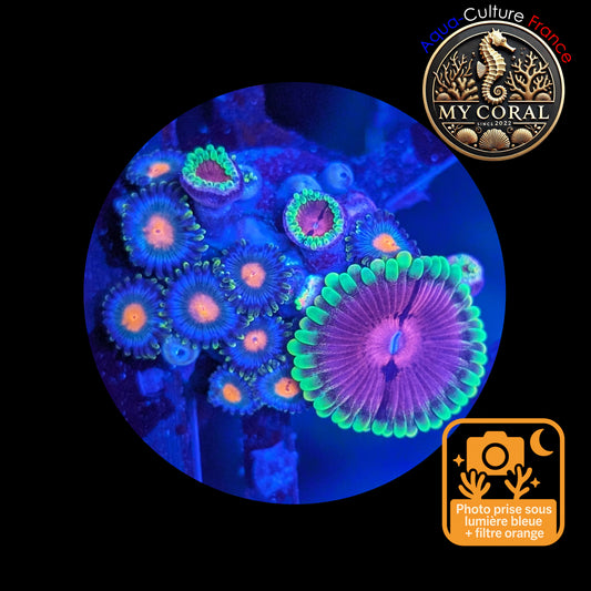 Zoanthus de Culture WYSIWYG - Mixte- ZMT101