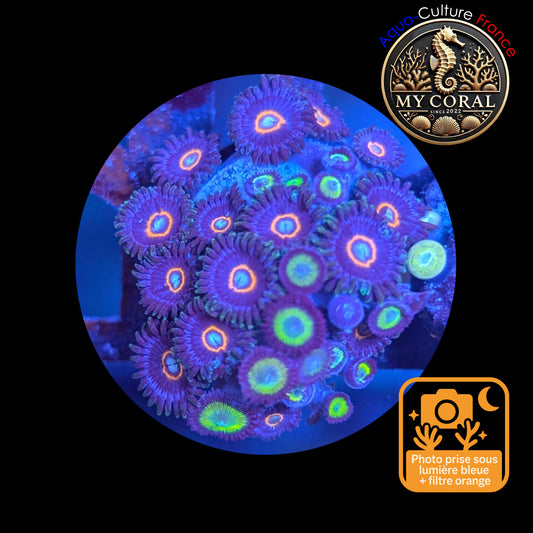 Zoanthus de Culture WYSIWYG - UFO Mixte YELLOW FACE- ZMT103